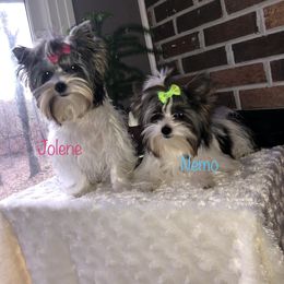 Yorkshire Terrier Puppies from Mountain Magic Yorkies