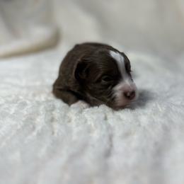 Chase - Red & white male Miniature Australian Shepherd puppy in Reidsville, North Carolina from Cherry Grove Kennel