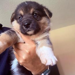 Wall-E - Black and tan male Pembroke Welsh Corgi puppy in Saint Johns, Florida from Colebrooke Farm