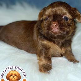 NALA - Liver female Shih Tzu puppy in Kissimmee, Florida from My Little Shih Tzu Dreams