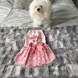 Maltese All Grown Up from Purebred Maltese puppies Florida
