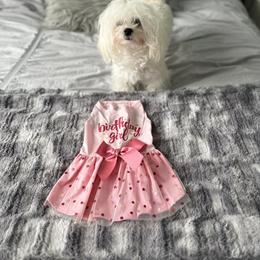 Maltese All Grown Up from Purebred Maltese puppies Florida