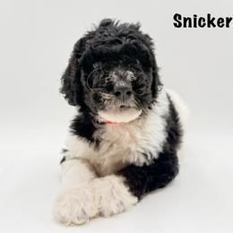 Snickers - Phantom male Goldendoodle puppy in Milford, Pennsylvania from Doodles Are Golden