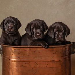 Labrador Retriever Puppies from Prairie Rose Retrievers
