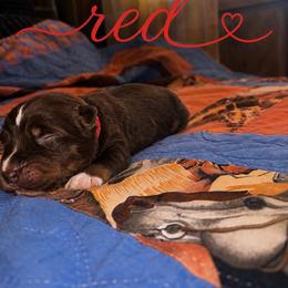Red - Red tri male Miniature Australian Shepherd puppy in Arizona from Country Charm Mini Aussies