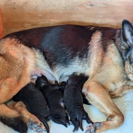 Girl 1 - German Shepherd puppy from High Country German Shepherds