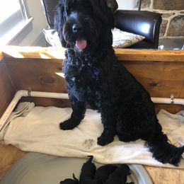Iris - Portuguese Water Dog