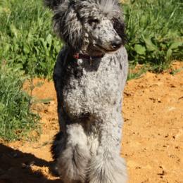 Louis - Parti male Poodle puppy in Jonesborough, Tennessee from 5AFarms
