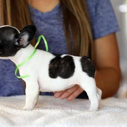 Green Collar - White and brindle female French Bulldog puppy in Wichita, Kansas from Phantasticus French Bulldogs