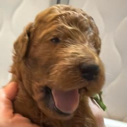 Green - Red  male Poodle puppy in Keedysville, Maryland from Sunshine Red Standard Poodles
