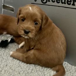 Crush - Red male Australian Labradoodle puppy in Roseville, California from Darby Park Doodles