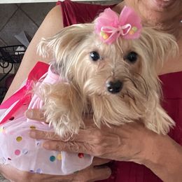 Yumi - Yorkshire Terrier