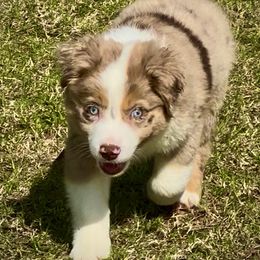 BLUE MOON - Red merle male Miniature Australian Shepherd puppy in Sulphur, Louisiana from SWLA MINI AUSSIES
