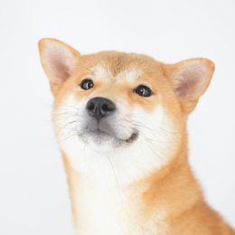Aisatus - Shiba Inu