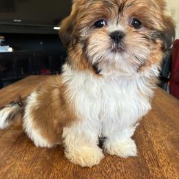 Winnie - Tricolor female Shih Tzu puppy in Stroudsburg, Pennsylvania from Puppyville Pa Shih Tzu & frenchies
