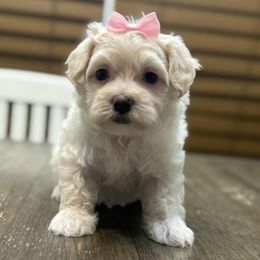 Nieve - Cream female Maltipoo puppy in Lebanon, Kentucky from Mosaic Merle Doodles