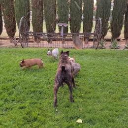 Cane Corso Puppies from JSM Corsos