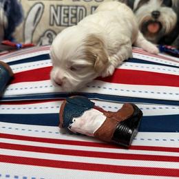 Epincess Charlotte of A Royal Havanese Court  Lottie - White female Havanese puppy in North Richland Hills, Texas from A Royal Havanese Court