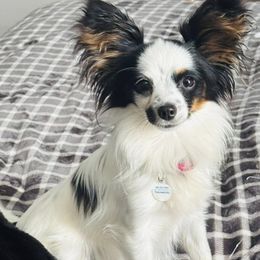 Papillon All Grown Up from Heather's Papillons