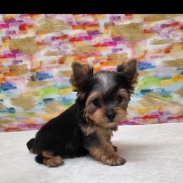 Layla TEACUP - Blue and gold female Yorkshire Terrier puppy in Monticello, Iowa from Ashley’s Puppies