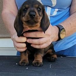 Cardigan Welsh Corgis and Dachshunds from Baledwr Kennels