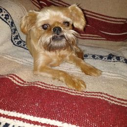 Twiggy - Brussels Griffon