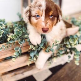 Australian Shepherd Puppies from Houser Hill Aussies
