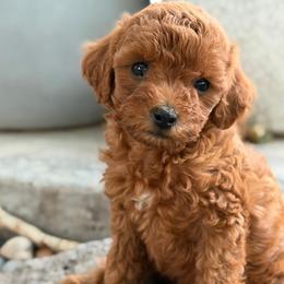 Sara - Apricot female Poodle puppy in Milton Freewater, Oregon from Blue Mountain Poodles