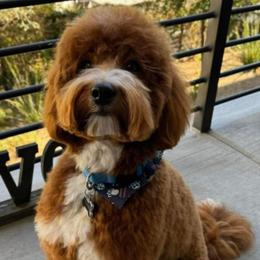 Goldendoodle puppies from Pecks Oodle Doodles