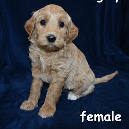 Wrigley - Apricot female Goldendoodle puppy in Jasper, Indiana from Hilltop Pups LLC
