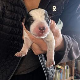 Purple Collar - Blue female Australian Cattle Dog puppy in Ammon, Idaho from Piney River Cattle Dogs