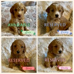 Goldendoodle puppies from Miss Cindy’s Doodles