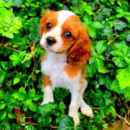 Brielle - Blenheim female Cavalier King Charles Spaniel puppy in Watsontown, Pennsylvania from Huntsman Cavaliers