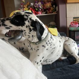 Dalmatian Puppies from Hallmark Dalmatians;