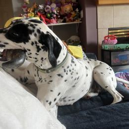 Dalmatian Puppies from Hallmark Dalmatians;