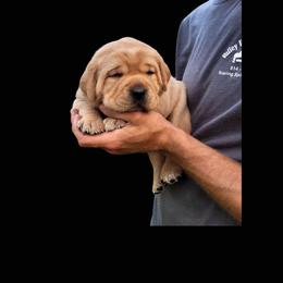 Labrador Retriever Puppies from Briar Hill Labradors