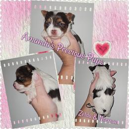Chloe - Chocolate, tan and white female Yorkshire Terrier puppy in Wartburg, Tennessee from Amanda's Precious Pups