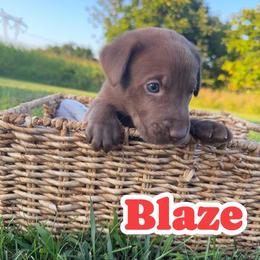 Blaze - Chocolate male Labrador Retriever puppy in Lucasville, Ohio from Backwoods Labradors