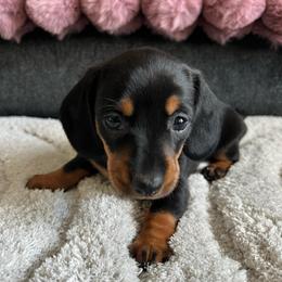 Autumn - Black and tan female Dachshund puppy in Ocala, Florida from Weenie Boops