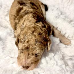 Snuggle Muffin - Merle male Goldendoodle puppy in Mc Kinney, Texas from Flair Doodles