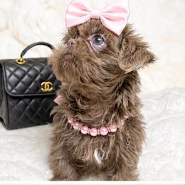 Amethysta - Chocolate female Shih Tzu puppy in Riverside, California from Be Dazzled Shihtzu