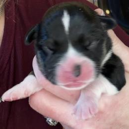 Rainbow - Black and tan male Pembroke Welsh Corgi puppy in Salisbury, Maryland from Coastal Corgis