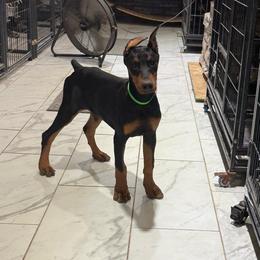 Girl 7 - Black and rust female Doberman Pinscher puppy in Elgin, Texas from New Horizons Kennels