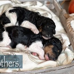 Poodle Puppies from Spanish Flower Standard Poodles