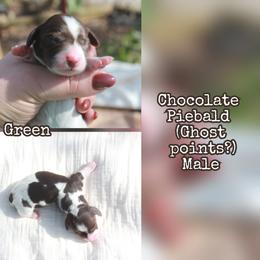 Green - Piebald male Dachshund puppy in Allons, Tennessee from Amber's Flock Homestead