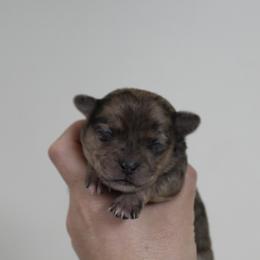 Daisy - Merle female Chihuahua puppy in Willamina, Oregon from Cherished Chihuahuas