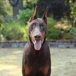 Gideon - Doberman Pinscher
