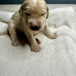 Cream abstracts - Blue merle male Bernedoodle puppy in Holt, Missouri from Mindys Doodles