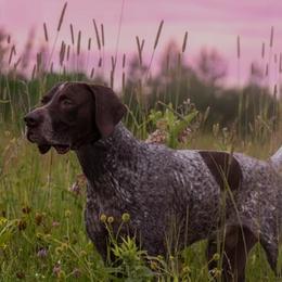 German Shorthaired Pointers from Valor Hill Kennels