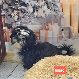Isaac AKC - Black and white male Shih Tzu puppy in Troutville, Virginia from Mountain Pass Barn